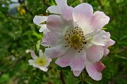 99 Chiudiamo l'escursione con spettacolo di rosa canina